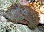 57- Anemone de mer recherche poisson-clown - Recifs Kouare
